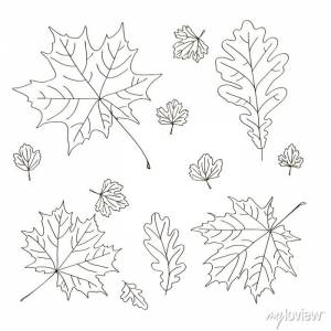 Векторный контур клен дуб резной лист элемент дерева раскраска картины на стену