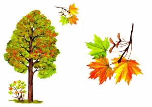 Клен детский рисунок