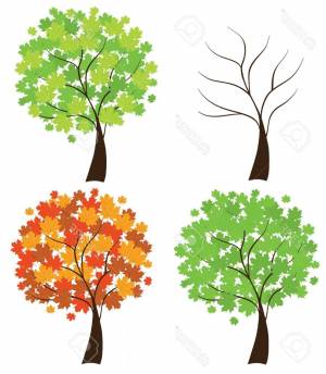 Осенний клен дерево