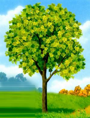 Клен дерево рисунок