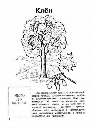 Раскраски Дерево клен