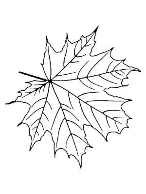 Раскраска Кленовый лист