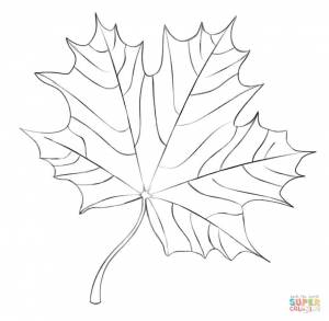 Раскраска Кленовый лист