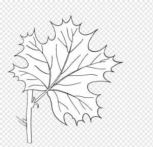 Веточка Кленовый лист Рисунок Цветочный дизайн, Лист, ботаника, белый, клен png