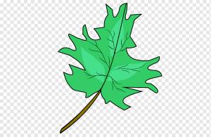 Кленовый лист Рисунок, Лист, клен, карандаш, лист png
