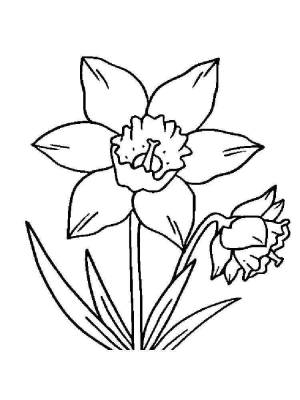 Раскраска цветок Нарцисс