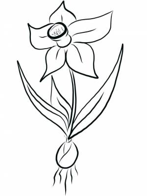 Раскраска нарцисс цветок 1