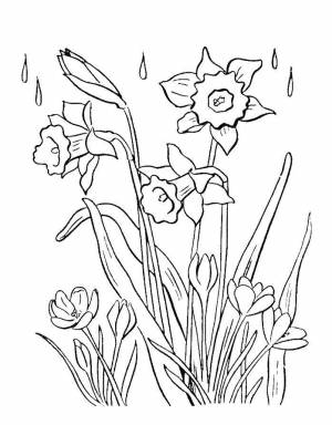 Раскраски нарцисс, Раскраска Нарциссы под дождём цветы