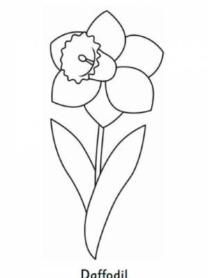 Раскраска цветок Нарцисс черно белая онлайн
