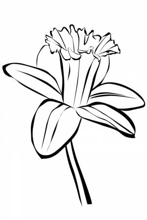 Раскраска Цветы Нарцисс