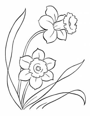 Раскраски Раскраска Нарциссы цветы цветы