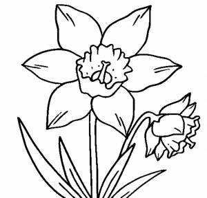 Раскраски Нарцисс цветок