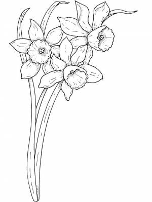 Раскраска нарцисс цветок 4