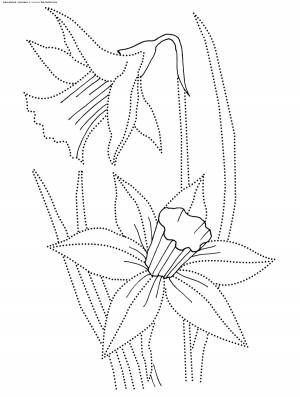 Раскраски аскраска, Раскраска Нарцисс цветы соедини точки растения
