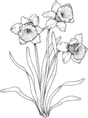 Раскраска цветок Нарцисс