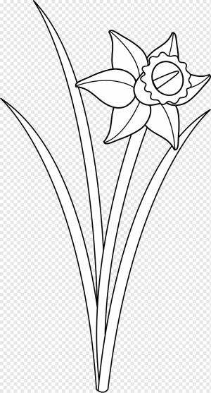 Нарцисс Рисунок Цветочный Черно-белый, Нарцисс с, угол, белый, лист png