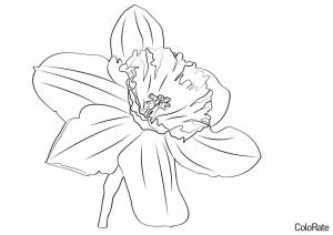 Раскраска Нежный цветок Нарцисса