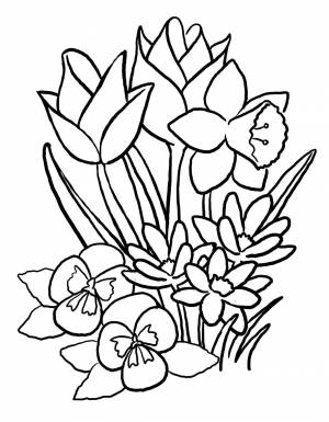 Раскраски Раскраска Нарциссы цветы узоры