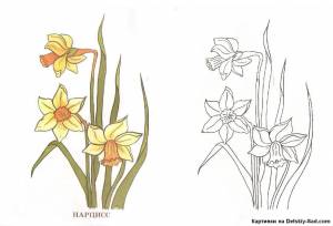 Раскраска цветка Нарцисс