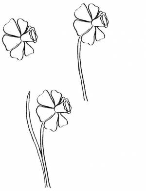 Раскраски Нарцисс, Раскраска Поэтапно рисуем нарцисс как нарисовать поэтапно цветы