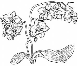 Раскраска Орхидея