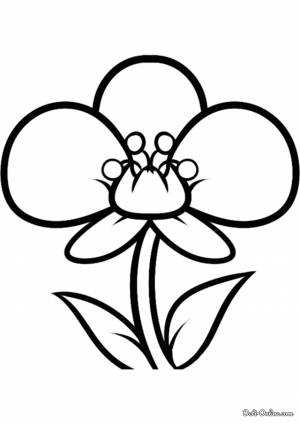 Раскраска орхидея