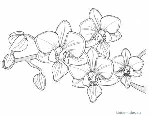 Орхидея» раскраска для детей
