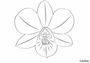 Раскраска Орхидея Дендробиум