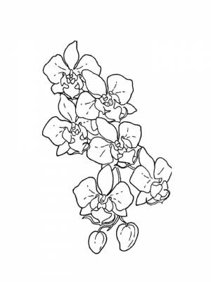 Раскраска цветок Орхидея   в формате