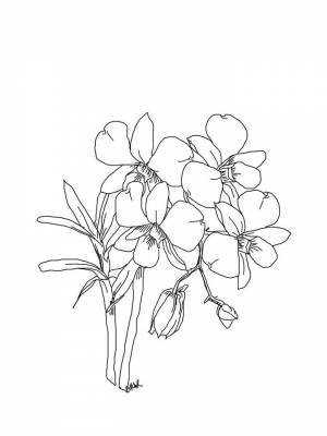 Раскраска цветок Орхидея   в формате