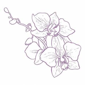 Раскраска орхидея