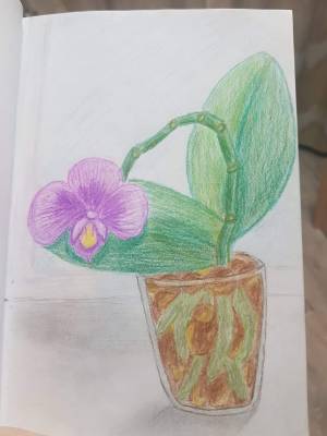 Орхидея рисунок для детей