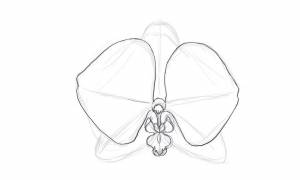 Как нарисовать орхидею карандашом поэтапно