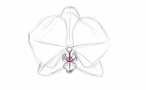 Как нарисовать орхидею карандашом поэтапно