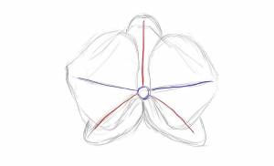 Как нарисовать орхидею карандашом поэтапно