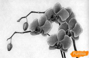 Как нарисовать орхидею поэтапно 5 уроков