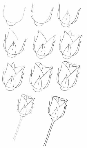 Раскраски Раскраска Рисуем розу как нарисовать поэтапно цветы