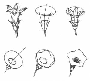 Раскраски Раскраска Поэтапно рисуем цветы как нарисовать поэтапно букет цветов как нарисовать поэтапно животных