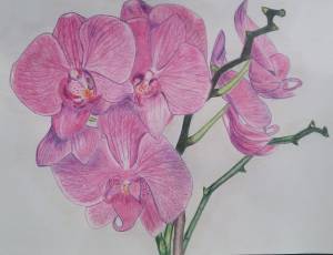 Орхидея рисунок поэтапно