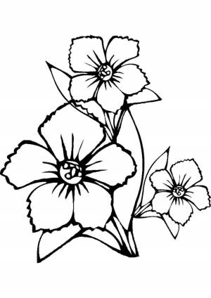 Раскраска цветы