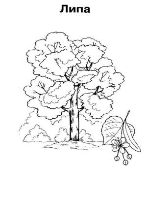 Раскраски Липа