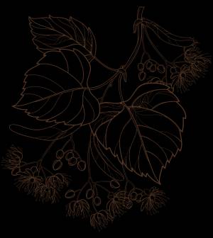 Липа раскраска для детей