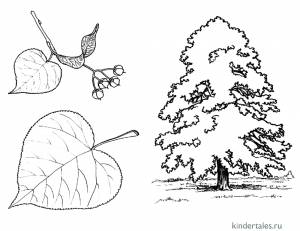 Липа» раскраска для детей