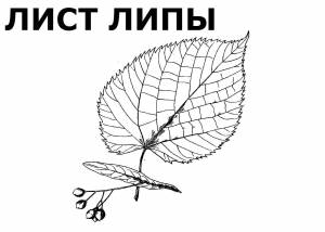 DataLife Engine > Версия для печати > Рисунок липа для детей