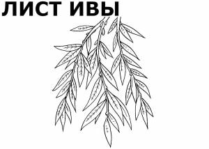 Раскраска липа