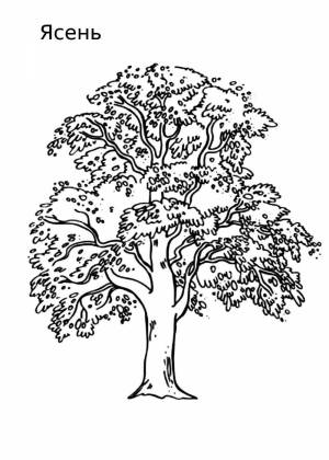 Раскраски Липа для детей