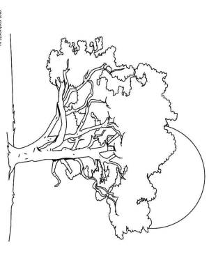 Раскраска Липа