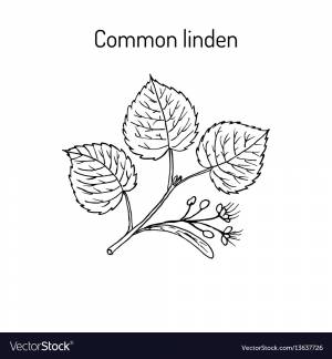 Рисунок липа для детей