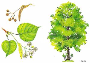 Липа рисунок