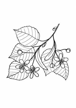 Раскраски дерева липа  и